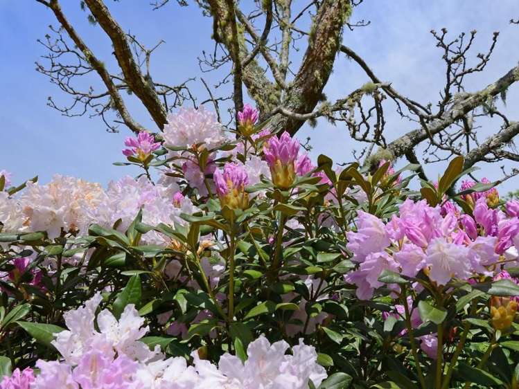 167 Katherine Mansfield Drive Whitemans Valley_34