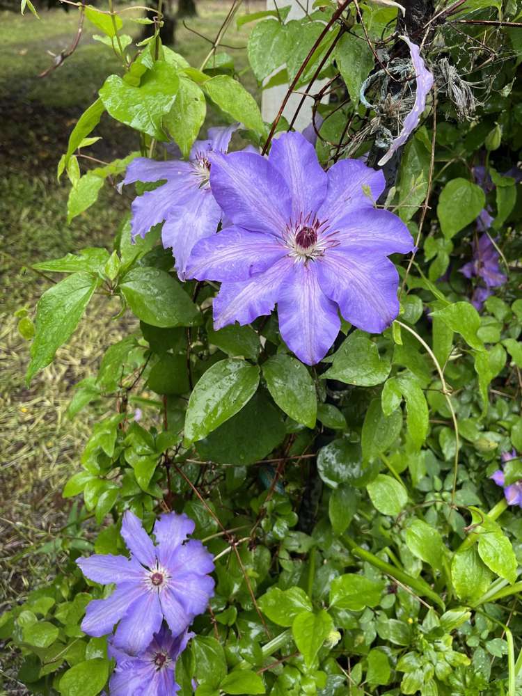 449 Kauaeranga Valley Road Thames-coromandel_11