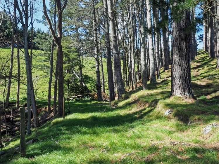 409 Settlement Road Puni_17