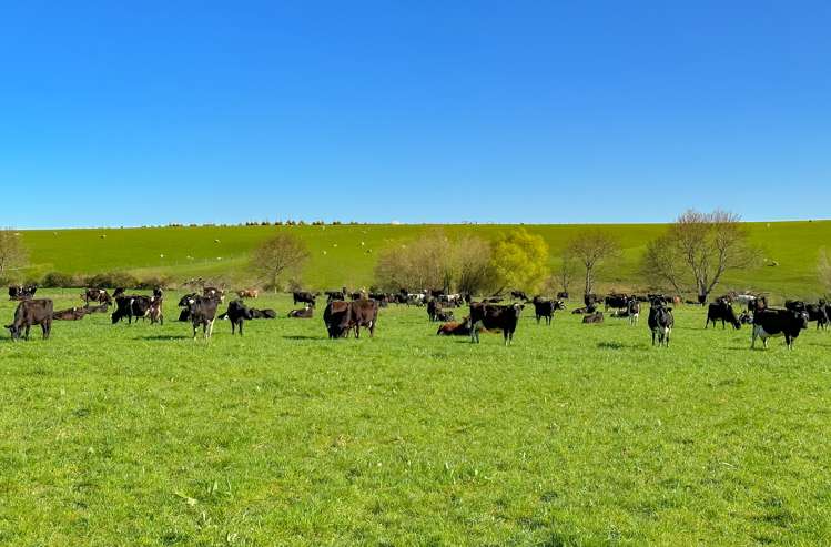 168 Duncan Road North Tapanui_6