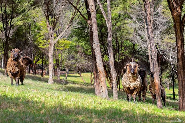 79 Paremoremo Road Lucas Heights_4