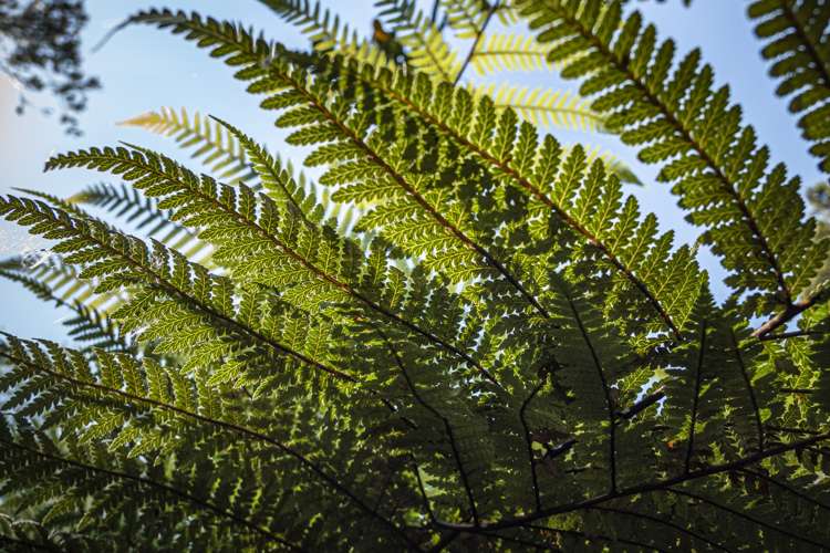 192 Cameron Town Road Pukekohe_21