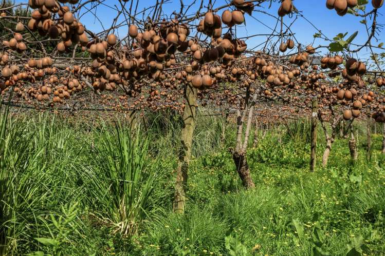 37 Selwyn Road Poroporo_17