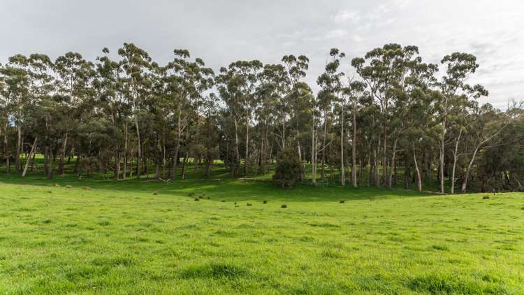 1241 Blythe Road Domett_15