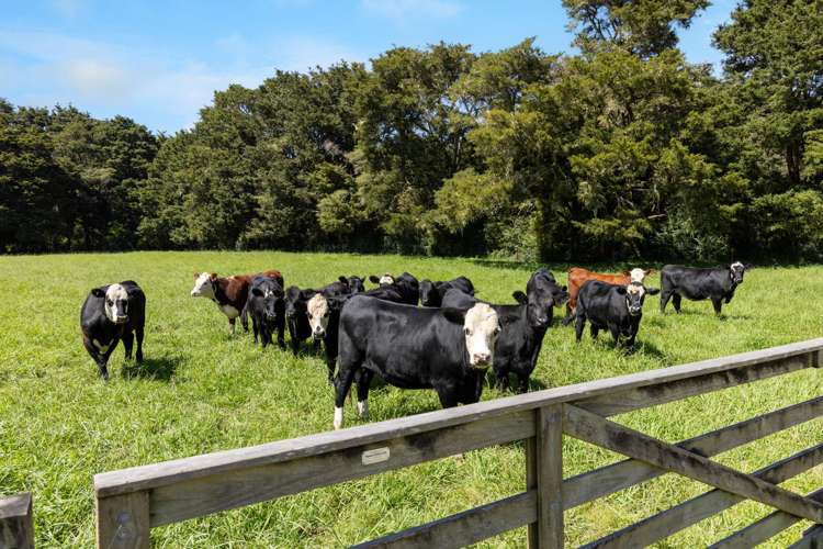 527a Whangaripo Valley Road Wellsford_4