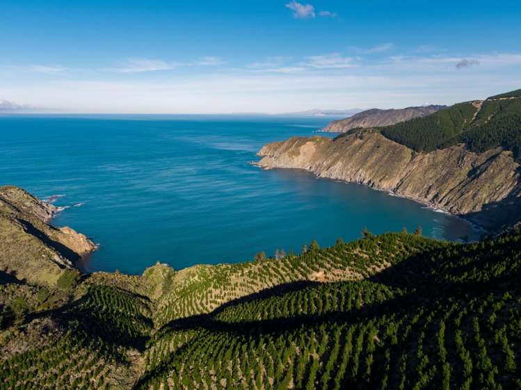 Queen Charlotte Forest, Onapua Bay Marlborough Sounds_11