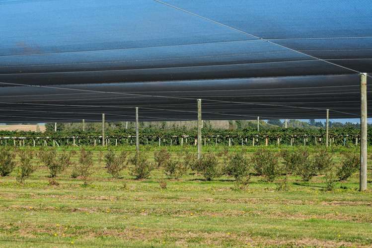 1686 Waimate Highway Makikihi_22