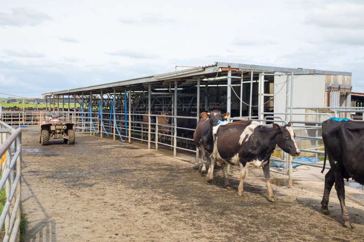 287 State Highway 1 Bulls_16