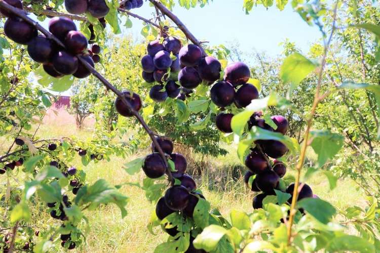 169 Moreton Road Carterton_14