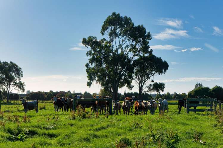 386 Mount Fyffe Road Kaikoura_9