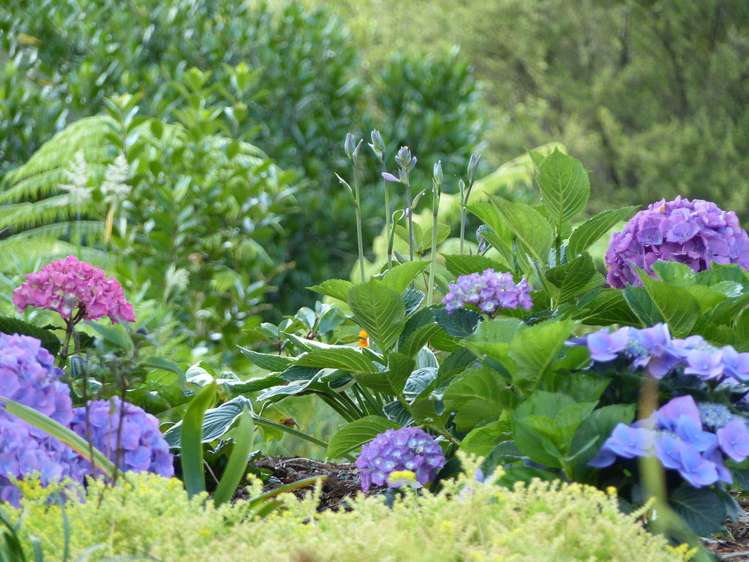 53 Kitewaho Road Swanson_67