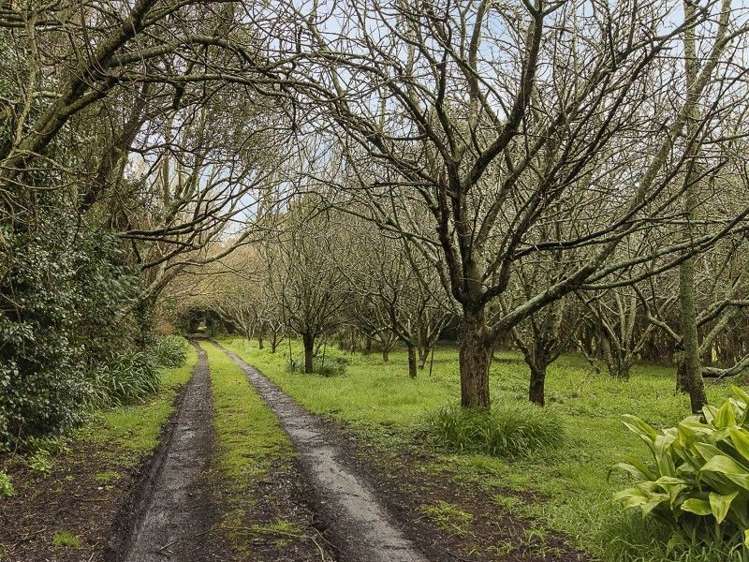 67 Andrews Road Onewhero_8