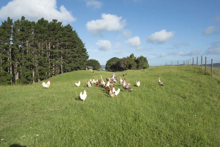 132b Dormer Road Waitoki_20