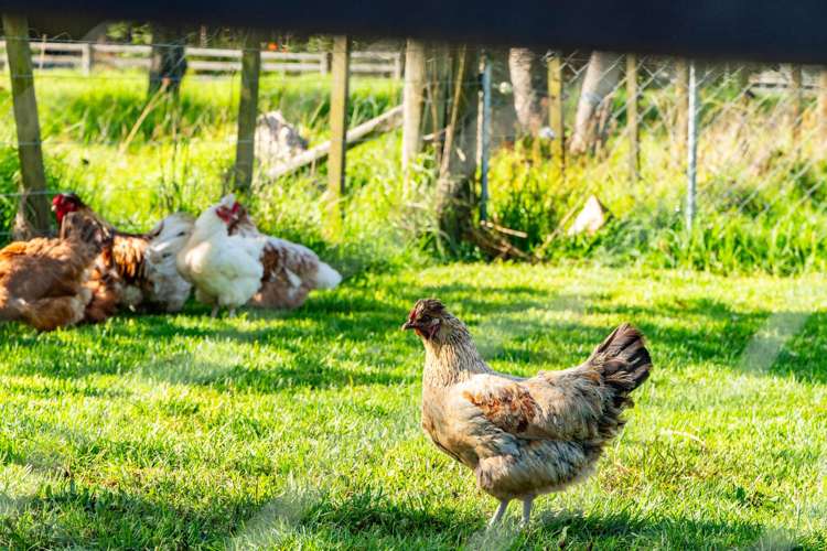 228 Harris Road Glenbervie_22