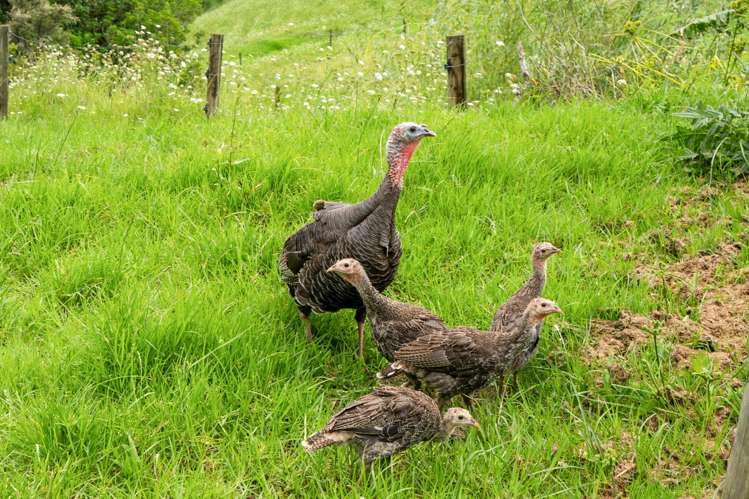 15 Ormiston Road Springfield_28