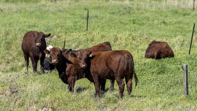 178 Pahautea Road Kahutara_4