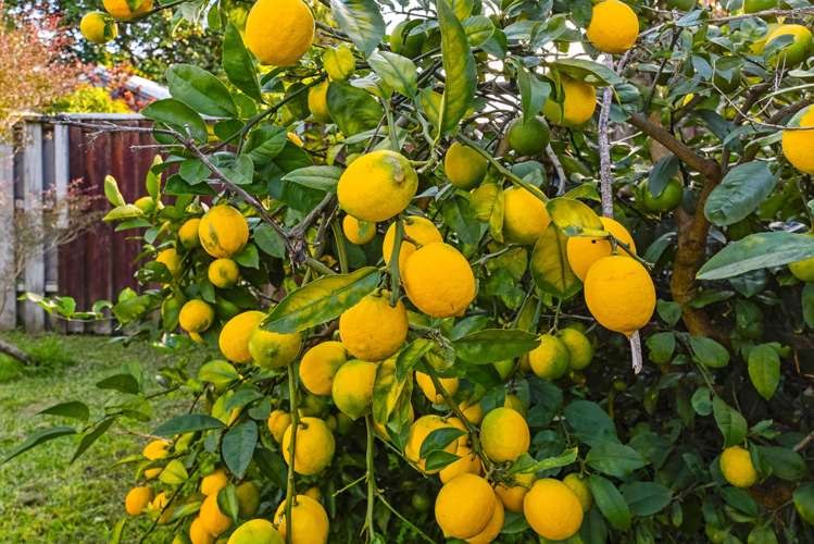 11 Fairdale Place Birkdale_10