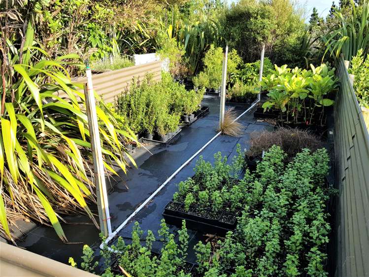 1246 Babylon Coast Road Dargaville Surrounds_18