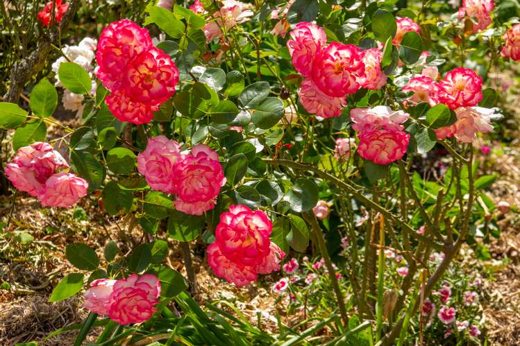 127a Renall Street Masterton_24