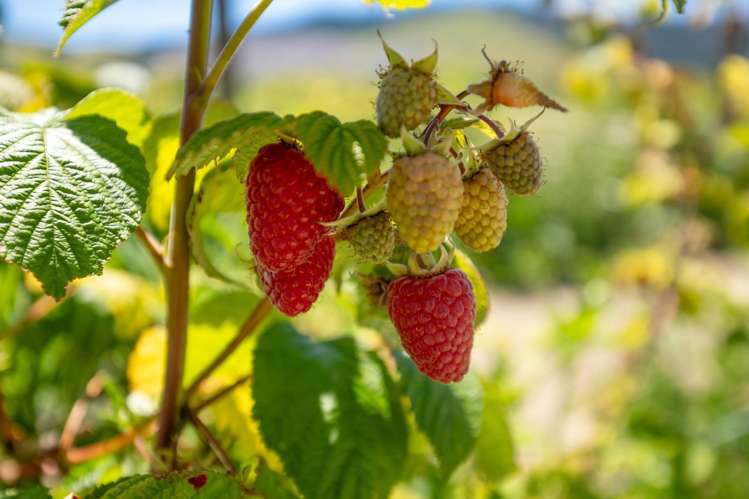 160 Tadmor Valley Road Tapawera_1