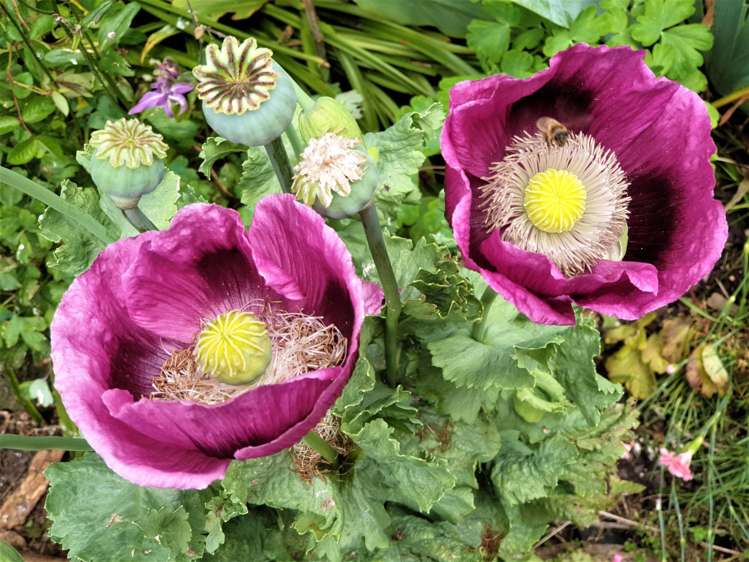 145 Jones Road Omaha_8