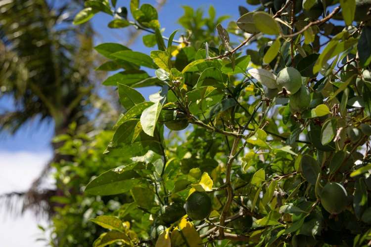 3/11 Ngaio Street Takapuna_15