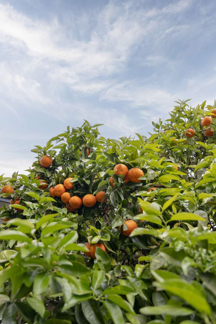 38 Hamurana Road Omokoroa_32