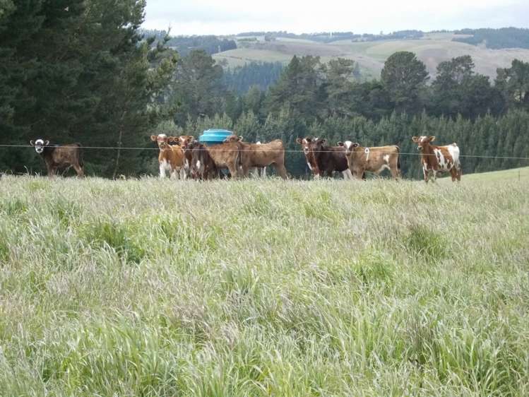 222 Morgan Road Clinton and Surrounds_5