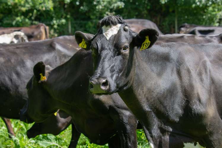 52 Mount Grey Road Loburn_34