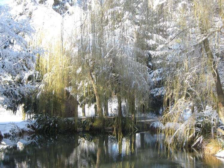 149 Forest Drive Methven_2