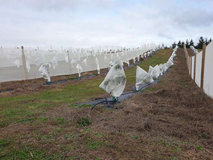 168 Heath Road Awanui_15