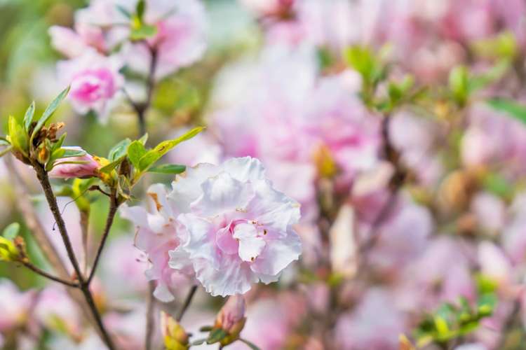 26 Dashper Drive Warkworth_27