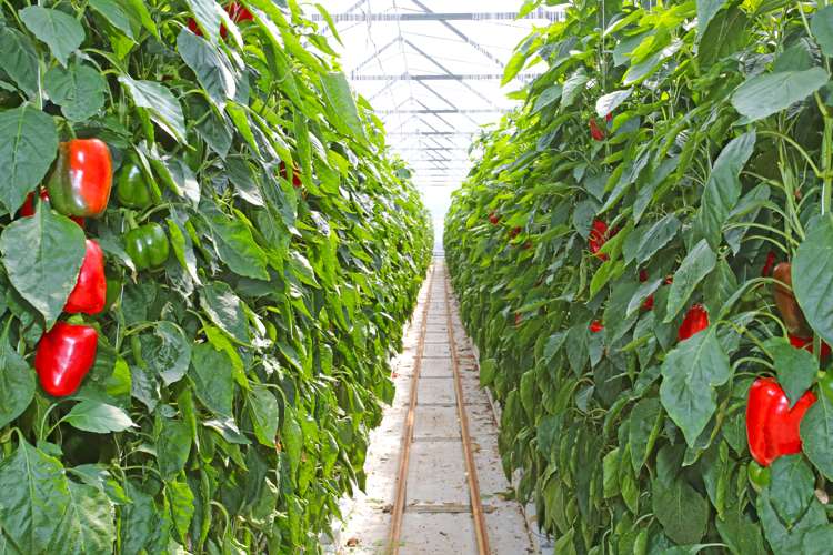 83 Appleby Road Drury_9