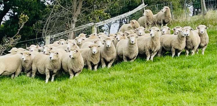 996 Goodwood Road Palmerston_18