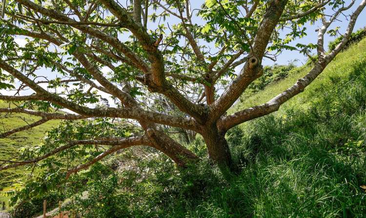 1509 Rotowaro Road Pukemiro_11