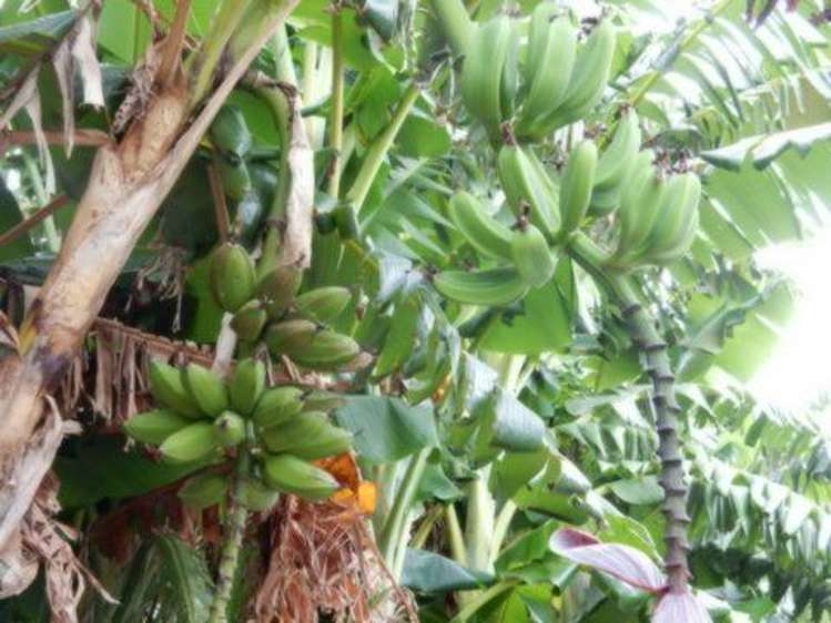 45 Hokianga Harbour Drive Opononi_9