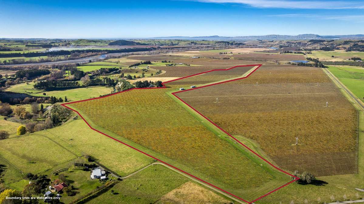 Colefield Vineyard, Aorangi Road_0