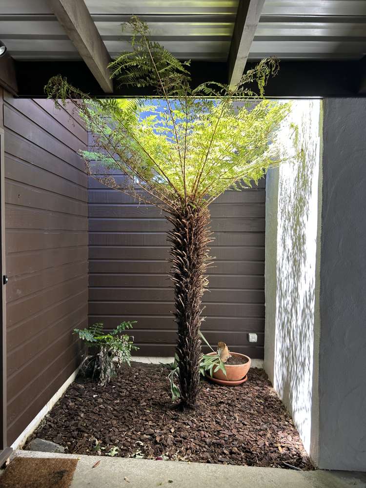 18 Jubilee Road Khandallah_16