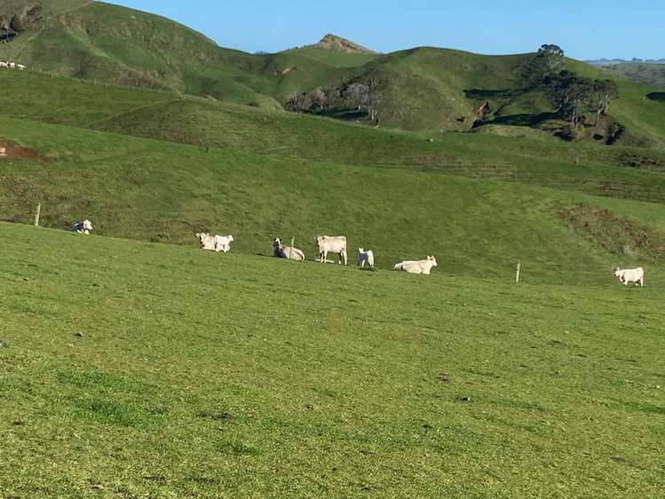 84 Tihiroa Road Otorohanga_11