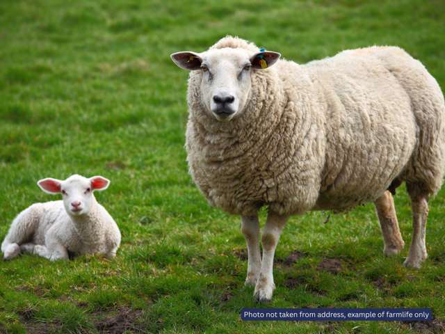 157 Newman Road Stillwater_4