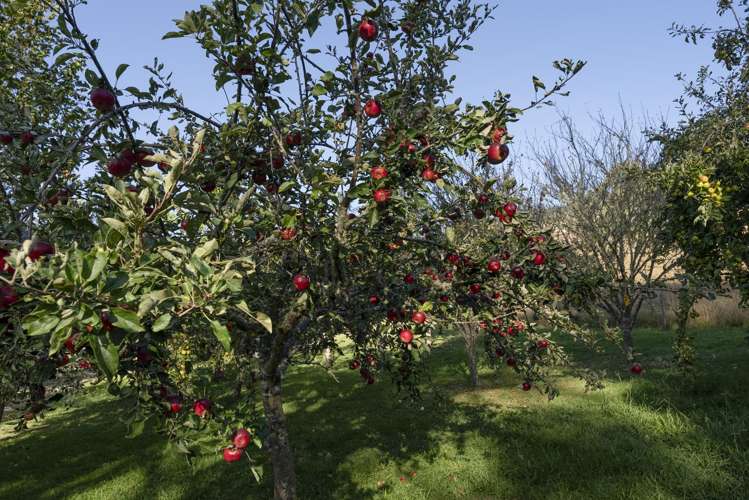 504 Riwaka-Sandy Bay Road Kaiteriteri_36