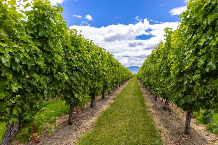 92 Lower Wairau Road Grovetown_11