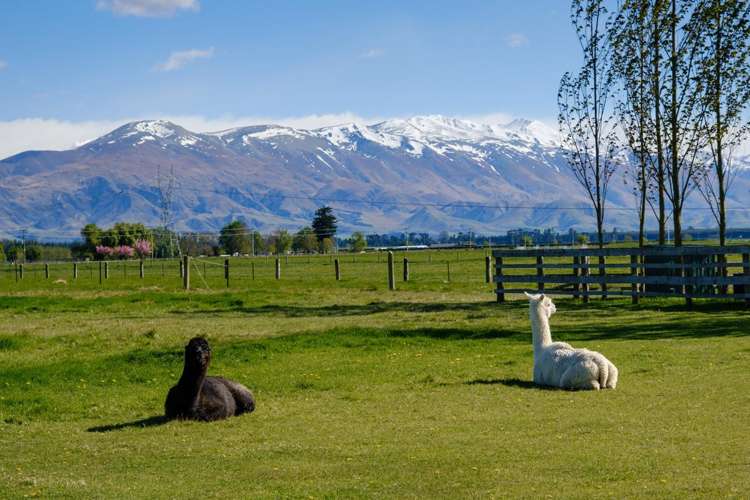 312 Clayton Road Fairlie_28