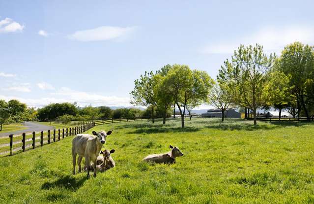 Lot 1,2,3/85 Everad Ave Matamata_4