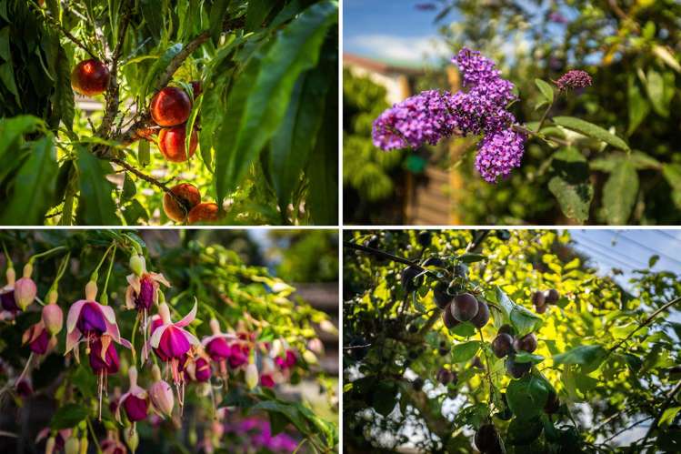 65 Bignell Street Gonville_15