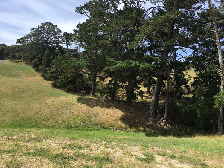 Pebble Brook Road Waitoki_7