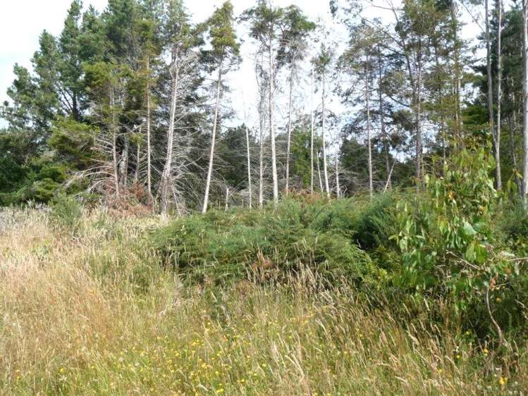 Keogans Road Hokitika_7