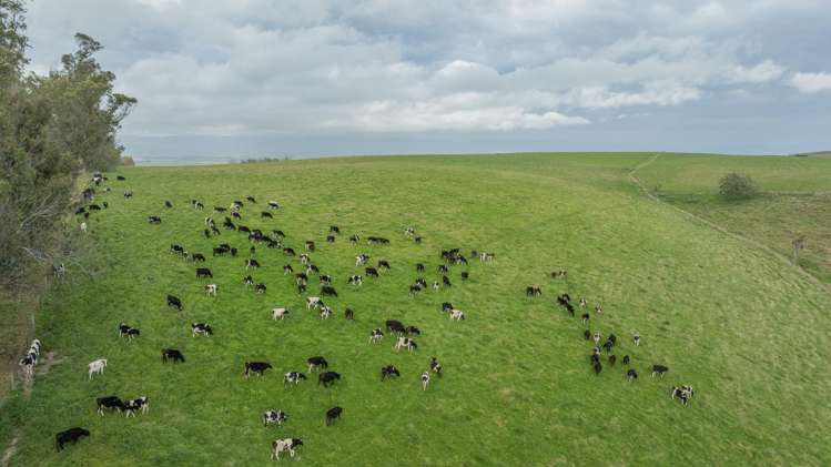 574 Spur Hut Road Temuka_5