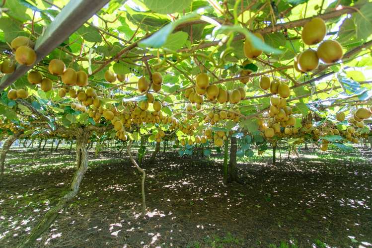 331 Maniatutu Road Pongakawa_9