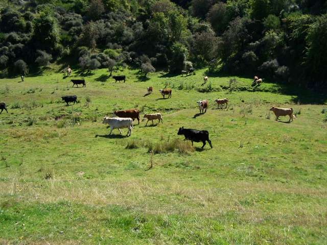 86 West Maerewhenua Road North Otago Surrounds_1